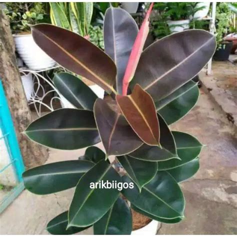 Jual Tanaman Hias Karet Kebo Variegata Tanaman Indor Karet Kebo