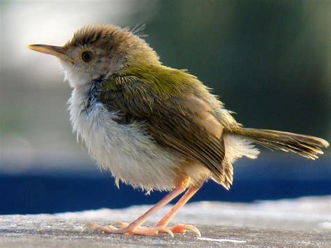 File:Common Tailorbird by Nabarun.jpg - Wikimedia Commons