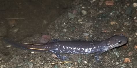 White Spotted Salamander Dangerous