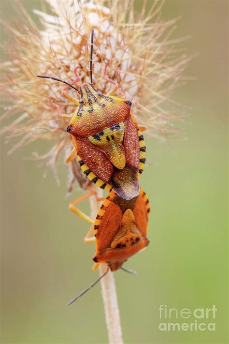 Shieldbugs Mating Photograph By Heath Mcdonald Science Photo Library