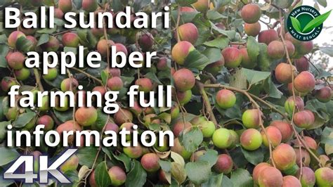 Ball Sundari Apple Ber कश्मीरी एप्पल बेर खूबसूरत सेब की खेती से 5