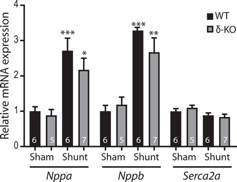 Camkiiδ Deletion Does Not Alter The Expression Of Cardiac Stress Download Scientific Diagram