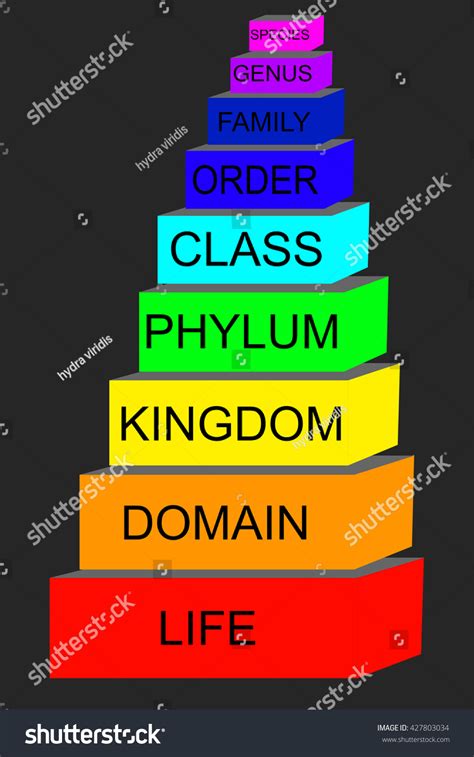 10 Five Kingdom Classification Images, Stock Photos & Vectors ...