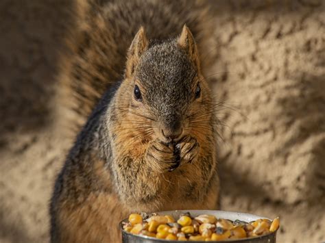 Fox Squirrel Posing Free Stock Photo Public Domain Pictures