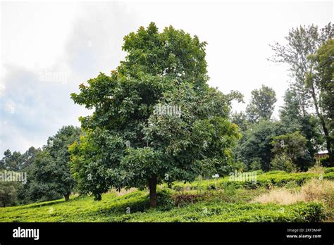 Kenyan Avocado Farming Plants Trees On The Farm Hass Avocado Is A