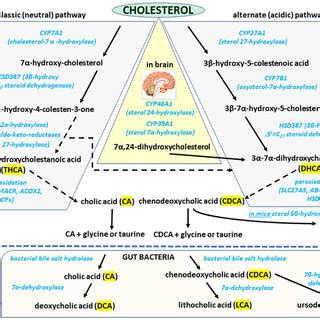 Bile Acid Synthesis Pathways Schematic Representation Of Major