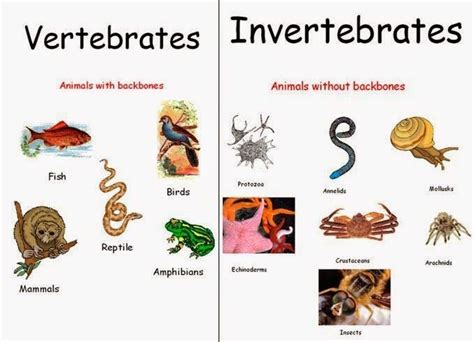 Vertebrates And Invertebrates