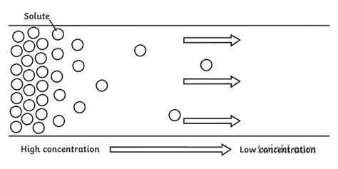 Diagrama De Difusion Blanco Y Negro Illustration Twinkl