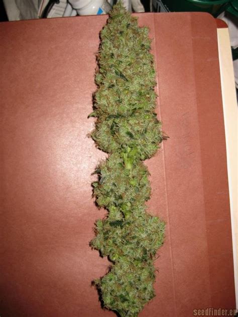 Strain Gallery Afgan Kush World Of Seeds Bank Pic 02101083791212289