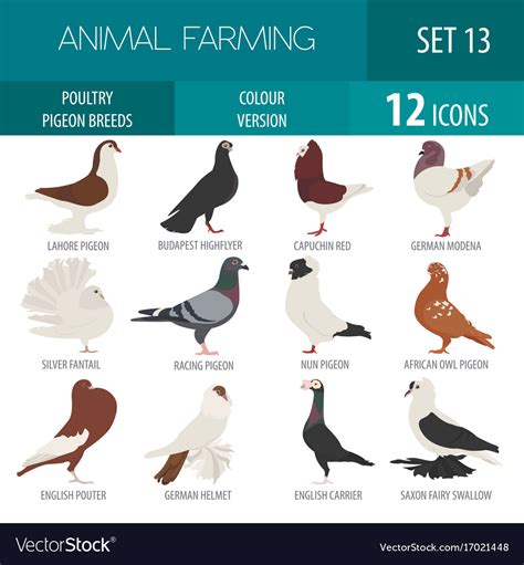 Poultry Farming Pigeon Breeds Icon Set Flat Design