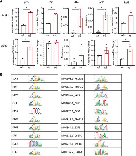 Atrx Ko Increases Nuclear Expression Of Nf B Transcription Factors