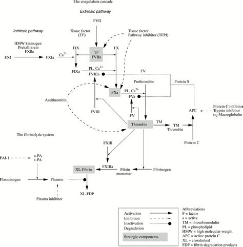 Coagulation Cascade Pathway