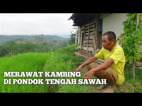 Menikmati Hidup Di Desa Memberi Makan Ternak Di Gubuk Tengah Sawah