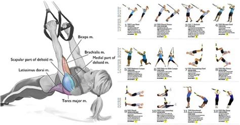 Trx Workouts Trx Full Body Workout Total Body Workout