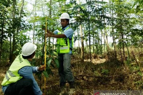 Lahan Bekas Tambang Batu Bara Di Aceh Barat Mulai Ditanami Pohon Pos Aceh