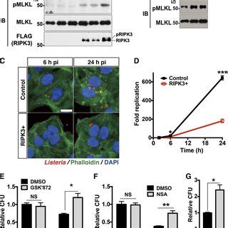 Ripk Mlkl Pathway Suppresses Intracellular Replication Of Listeria A