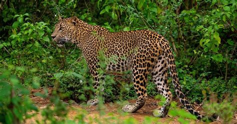 Parc National De Yala Visite D Une Joun E H H Getyourguide