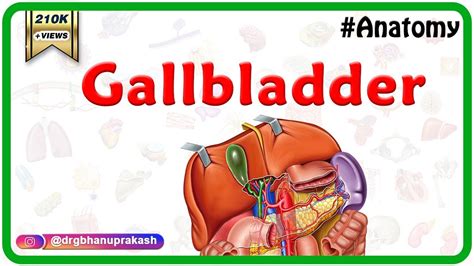 Human Anatomy Gallbladder - Anatomical Charts & Posters