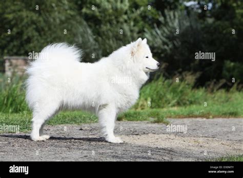 Cómo alimentar a un cachorro Spitz de Norrbotten Blog de ADOPTA un Animal