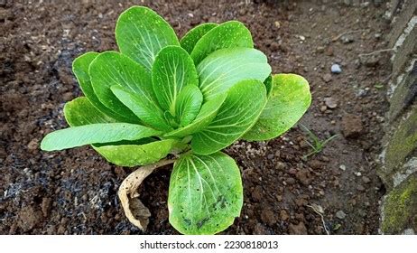 Pakcoy Bok Choy Brassica Rapa Chinensis Stock Photo