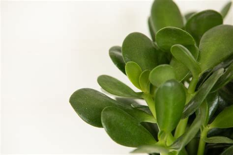 How To Care For Jade Plants Indoor Growing Guide