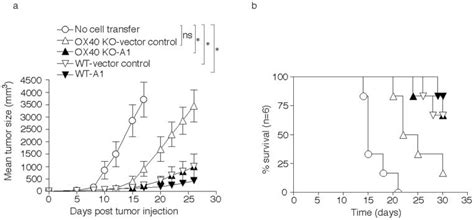 Naive Cd8 T Cells From Wt Or Ox40 Ko Ot I Tcr Transgenic Mice Were