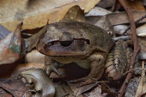 Great Barred Frog Mixophyes Fasciolatus Tyler Monachino Flickr