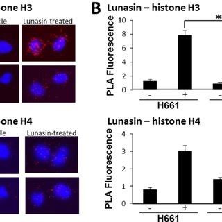 A Immunoblot Analysis Of Acetylated Histones In Lunasin Treated And