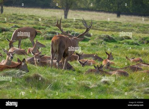 Wild Red Deer Rutting Season Stock Photo Alamy