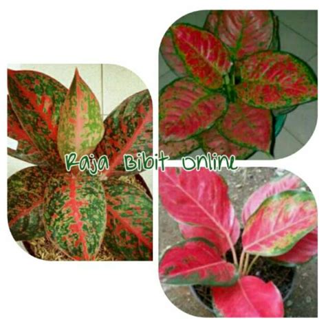 Jual Bibit Bunga Aglonema Red Kocin Stardust Dan Dut Anjemani Shopee