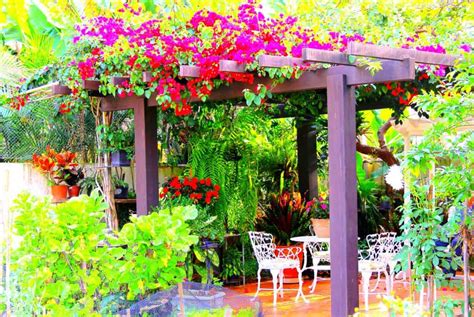 Patios, Pergolas, Decks, Decking - Climbing Plants for pergolas ...