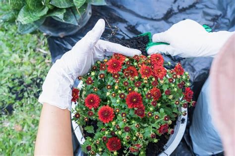 Premium Photo Midsection Of Woman Holding Potted Plant