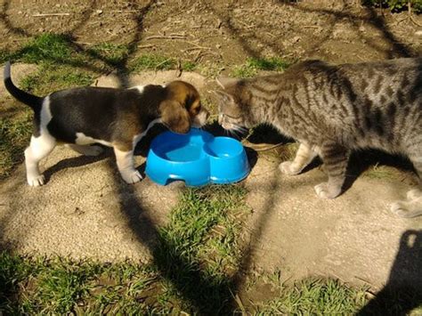 Magnifiques Chiots Beagle Pure Race Pour Les F Tes Goderich