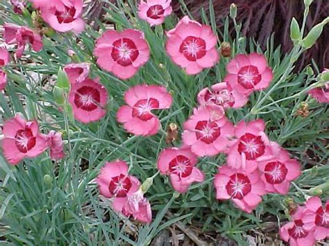 Some Pink Flowers Are Growing In The Grass