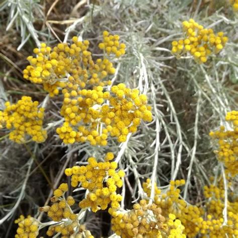 SAUNA DU VISAGE Fleurs D HELICHRYSE Les Petites Sauvages