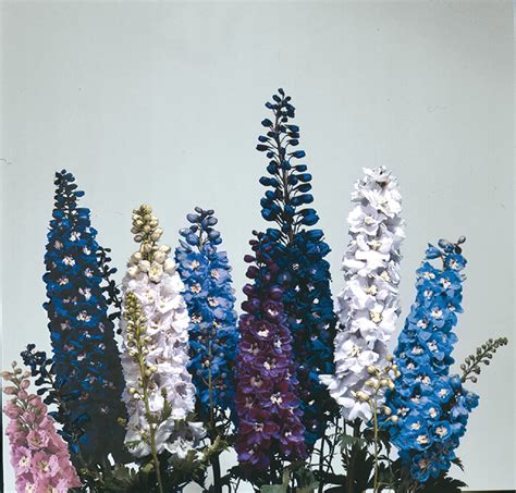 DELPHINIUM Elatum MAGIC FOUNTAINS CRYSTAL MIX Muller Seeds