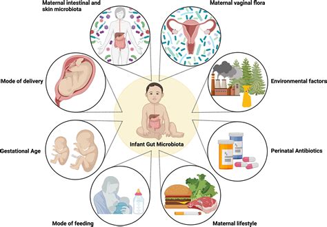 The Neonatal Microbiome In Utero And Beyond Perinatal Influences And Long Term Impacts