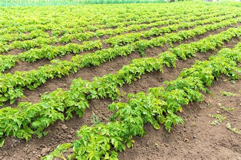 Plantação de campo de batatas campo verde de batatas em linha campo de