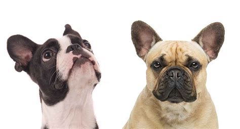 boston terrier size comparison bruin blog