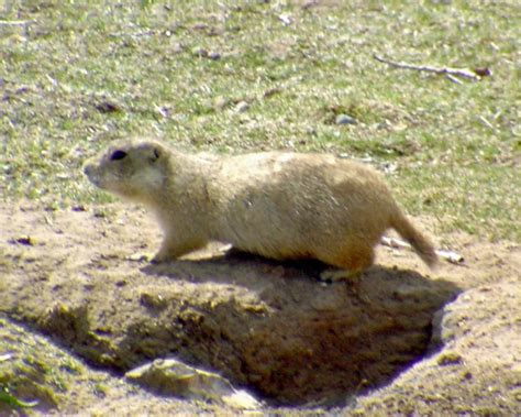 Gunnisons Prairie Dog Cynomys Gunnisoni Photo Tom Murray Photos At