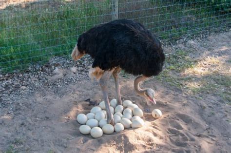 Ovipares Vivipares Ovovivipares Les Animaux Qui Naissent Dans Un Uf