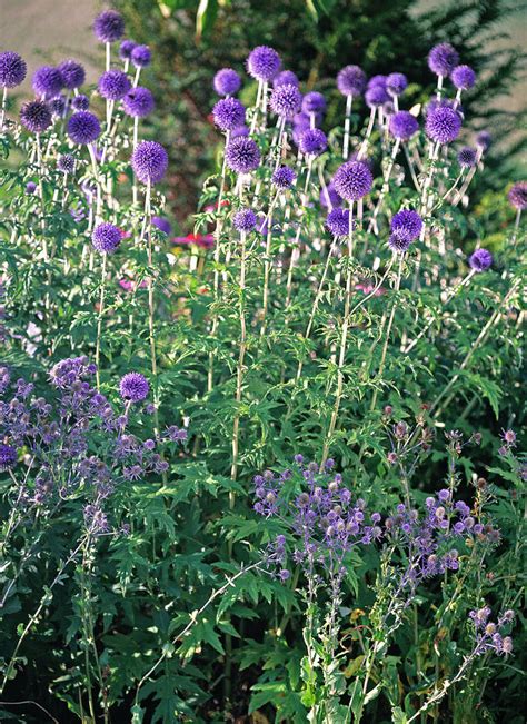 Echinops Globe Thistle Eryngium Edeldistel Photograph By Friedrich