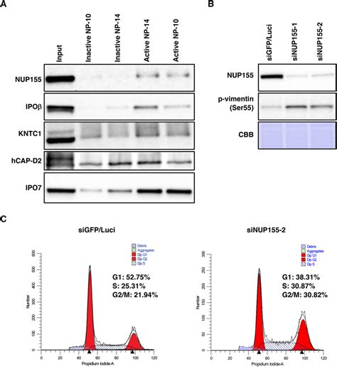 Silencing Of Nup155 A Potential Target Of Np 10 Induces Mitotic