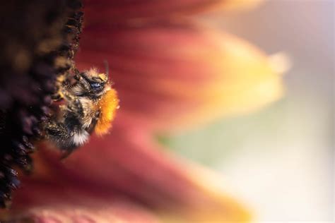 Close Up Photo of a Bee · Free Stock Photo