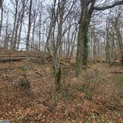 KANN HIER BITTE MAL JEMAND DEN WALD AM SEILERSEE AUFRÄUMEN Sieht ja aus