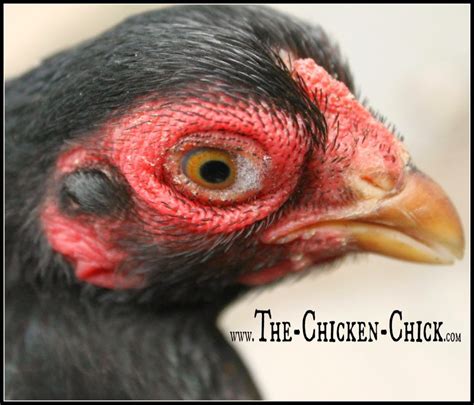 Common Chicken Diseases Causes Symptoms Treatment Prevention Artofit