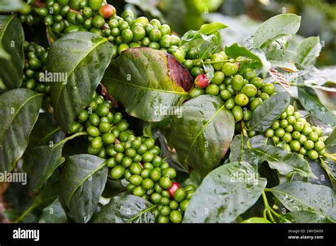 Cafetales Coffee Plantations Coffee Cultural Landscape Quindio