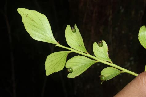 Phyllocladus Podocarpaceae Image At Phytoimages Siu Edu