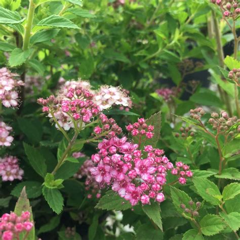 Little Princess Spirea Trees And Shrubs › Anything Grows