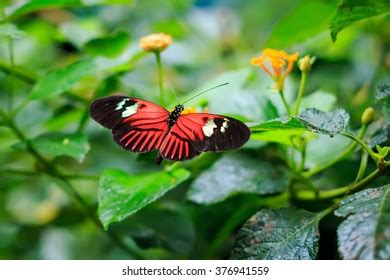 Single Red Postman Butterfly Common Postman Stock Photo 376941559